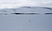 500fjell_p4170031.jpg