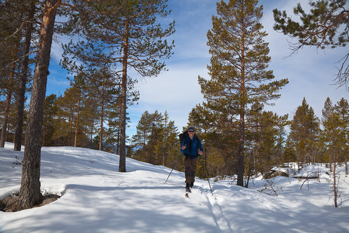 Pål i trivelig skogsterreng blant ranke Telemarksfuruer.