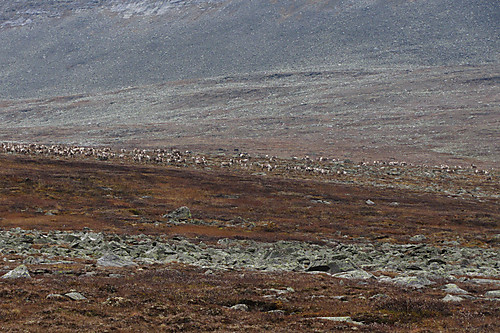 Reinsstamme ved Leirsjøtelet.