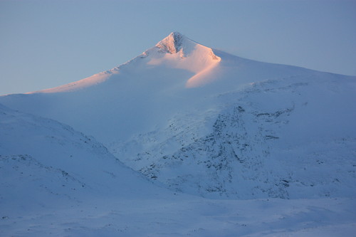 Karitind i vinterskrud.