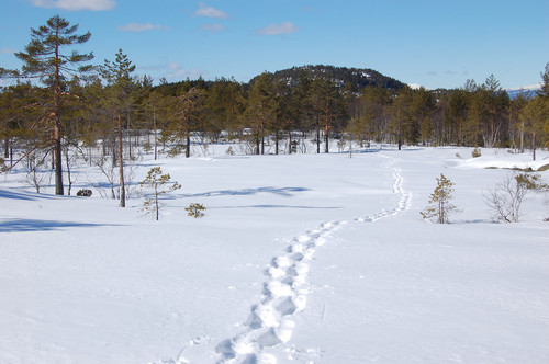 Fra toppområde - Meheifjellet (Meheia)