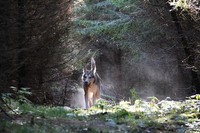 Sniff fornøyd etter 20 dager i hus..