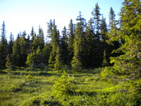 Fin skog og myrlandskap på veg opp mot Kinnkjølen.