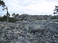 Ur og furutrær i Jutulhogget naturreservat.