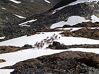 Reinsdyr ved Surtningssubekken.