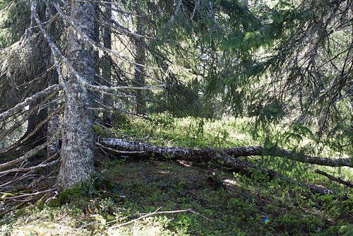 Her er toppunktet på Sjåvidthøgda. Spanande ja?