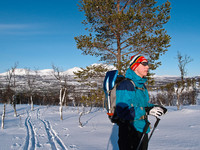 På vei oppover skogen fra Takelvdalen.