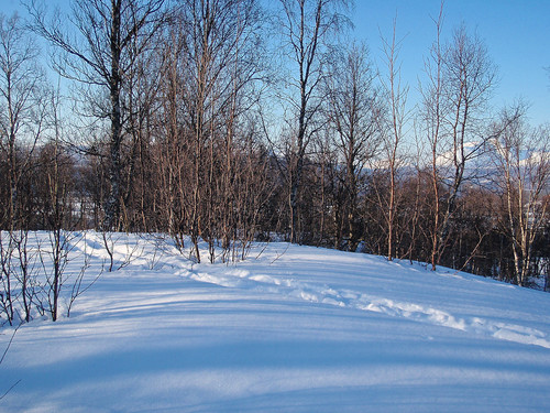 Tett bjørkeskog på toppen, ikke uvanlig på lave åser i Troms.