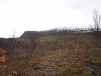 Ferdig med bjørkeskogen