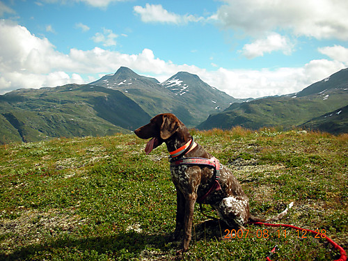 På Hurrbak med Steindalsnosi og Fanaråken bak.