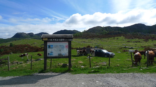 Kuslepp ved parkeringen på Seldalsheia