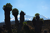 Kibo bak den første Kilimanjaro-seneciaen vi møtte på veien.