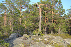 Holdnesfjellet