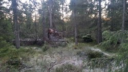 Tjernshaugtjernet, sør for