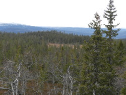 Vest for Kloppåsen vest