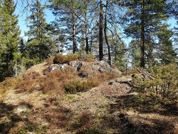 Hektnerhøgåsen