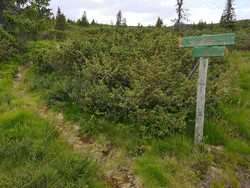 Smørli øst stidele