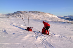 Grønhøa