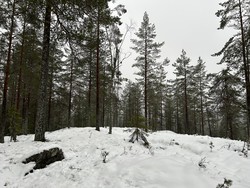 Fiskeløysåsen sør