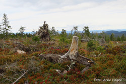Søndre Rotveltberget