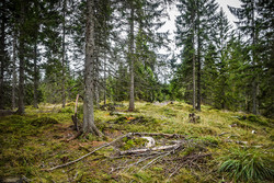 Vindfallåsen Sørvest
