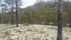 Aust for Rosenøytjønne