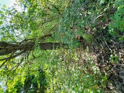 Langtanghaugen i Vormadalen