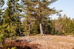 Vangsåsen