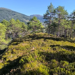 Sunde klatrefelt topp