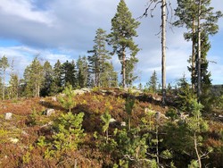 Skagnestjernhøgda Sørøst