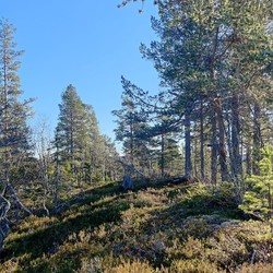 Kokhaugen