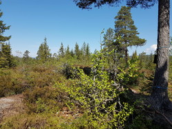 Elneshøgda trigometrisk punkt