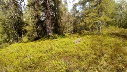 Øst for Sortungshøgda