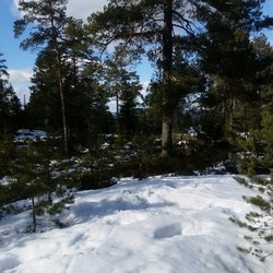 Vest for Overholsmåsan