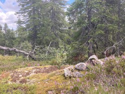 Branntjernhøgda Sør