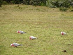 Prom Wildlife Walk Parking