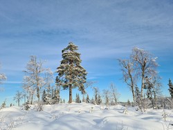 Nord for Rognkleivåsen