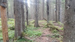 Nordmarka største kolmile