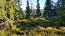 Sjøsæterhøgda punkt 735