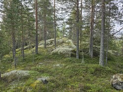 Øst for Bergseterbekken Sør