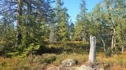Bjørnkollen