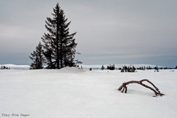 Øst for Bergesjøen