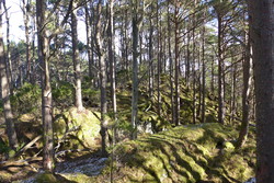 Nord for Kvammeskardet