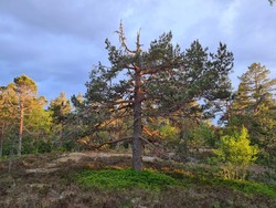 Øst for Steglevannet