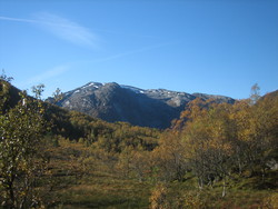 Gråheivarden