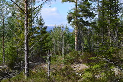 Trengsåsen