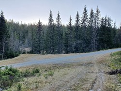 Ligardskampen p-plass