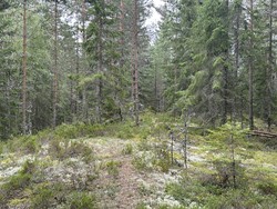 Langvassbrenninga