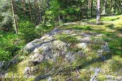 Finnberget N