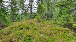 Slåttmyråsen